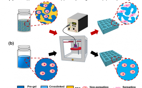 哈佛大学医学院Yu Shrike Zhang教授《先进材料》:双水相乳液生物墨水-3D生物打印构建多孔水凝胶的最新研究