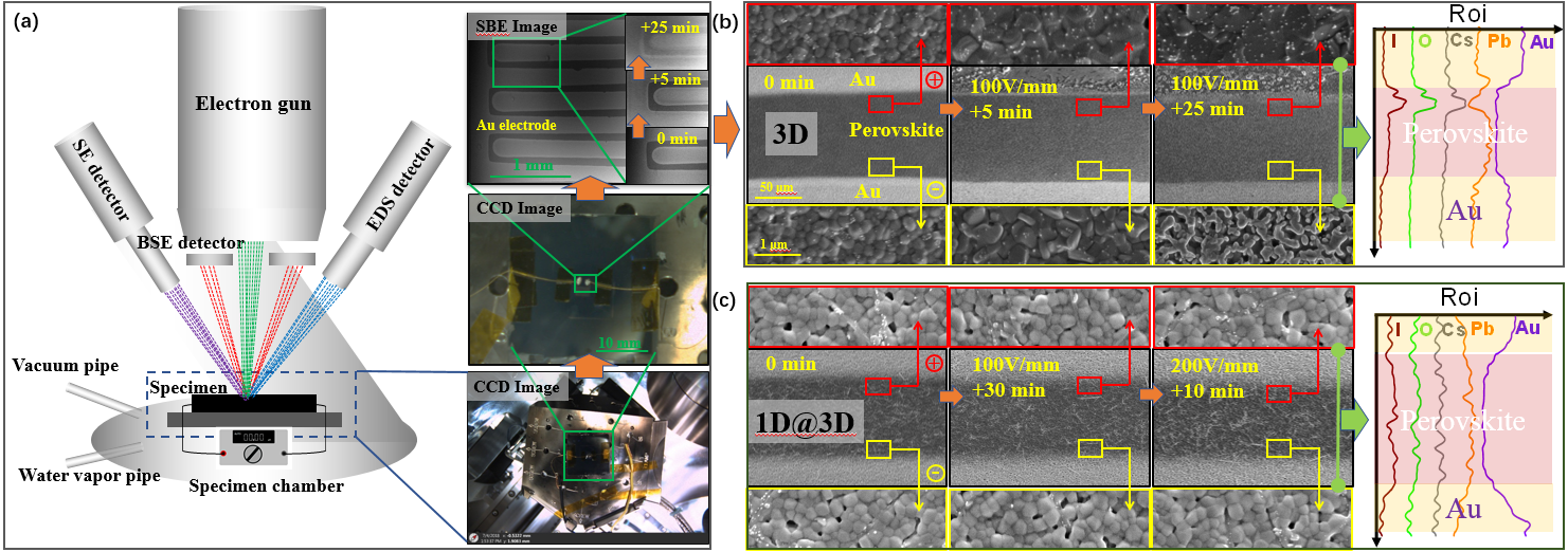 暨南大学范建东&李闻哲Adv. Energy Mater.：高效稳定1D@3D钙钛矿太阳电池(图3)