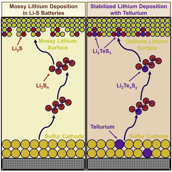 Goodenough接班人Arumugam Manthiram团队Joule：借助碲稳定锂沉积实现了无负极贫电解质锂硫电池