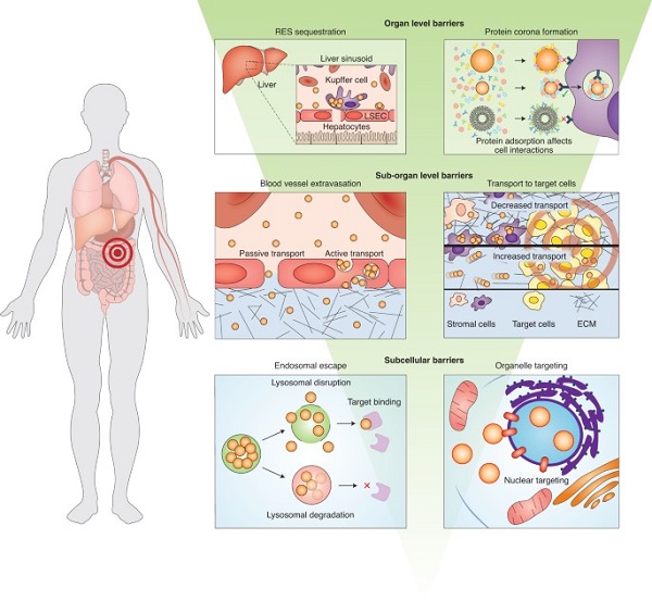 Nature Nanotechnology综述:如何设计有效的递送系统?