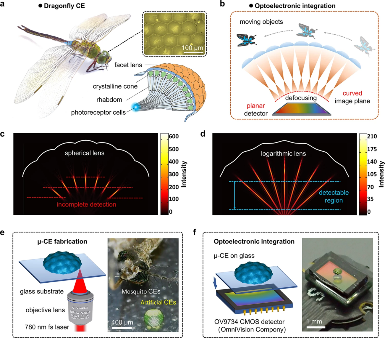 吉林大学孙洪波课题组最新Nature Communication