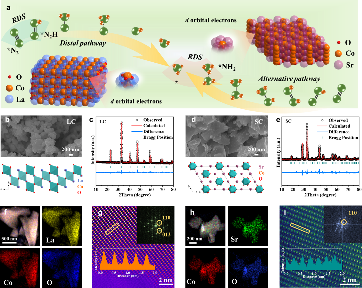 楚凯斌/王朔/翁波/苏宝连院士《Angew. Chem. Int. Ed.》：通过给体-反馈给体调节机制调控反应路径，提升钴基钙钛矿的电催化氮还原性能(图3)