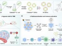 深圳湾实验室饶浪团队JACS:金属酚醛外膜囊泡用于肿瘤放射免疫治疗