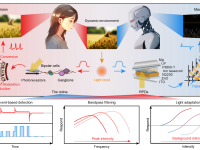 国科大黄辉团队最新Nat. Nanotechnol.:类视网膜光电二极管实现事件传感与动态适应