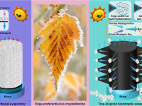 山东第一医科大学李晨蔚团队Advanced Functional Materials:受树木启发的仿生蒸发器:高效太阳能海水淡化、自动盐收集和零液体排放