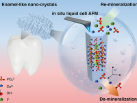 牛津大学工程系团队新突破 | 仿生牙釉质结构与纳米原位观测研究发表于 ACS Applied Materials & Interfaces