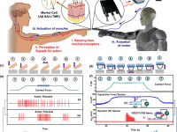 纽约州立大学刘骏教授课题组Nature Communications重磅:仿生自驱动柔性直流发电传感助力机器人灵巧抓取