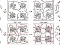 《Nature Synthesis》首发:逆转自由基聚合“短板”,实现聚合物材料强韧蜕变!