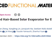 福建农林大学袁占辉教授团队Adv. Funct. Mater. :用于高效海水淡化的3D头发基太阳能蒸发器