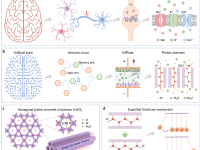兰大AFM: 超高频电容式离子二极管在存算一体方面的潜在应用