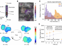 重磅Science揭秘锂离子电池性能衰退的原因