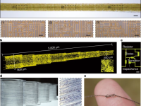 彭慧胜院士&陈培宁最新Nature:柔性光纤集成电路