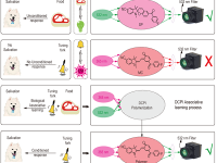 全球首例可自学习的光子智能材料问世:深圳大学开创光子人工智能新范式