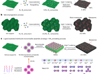 东华大学罗维、邱鹏鹏团队Nature Protocols!