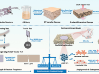 仿生螳螂虾“马鞍”结构的非晶磷酸钙锌/几丁质支架的骨修复研究