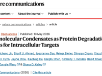 纳米生物分子凝聚体用于胞内致病蛋白降解
