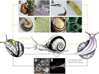 研究蜗牛，发了篇Science！